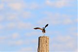 Upland Sandpiper