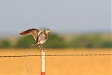 Upland Sandpiper