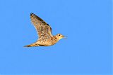 Upland Sandpiper