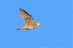 Upland Sandpiper