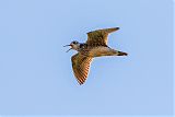 Upland Sandpiper