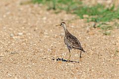 Upland Sandpiper