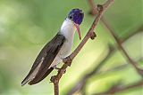 Violet-crowned Hummingbird