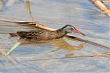 Virginia Rail