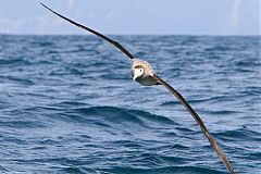 Antipodean Albatross