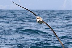 Wandering Albatross