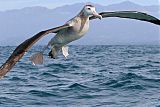 Wandering Albatrossborder=