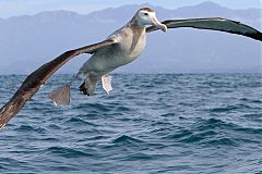 Wandering Albatross