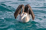 Wandering Albatrossborder=