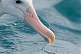 Wandering Albatrossborder=