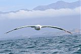 Wandering Albatrossborder=