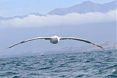 Antipodean Albatross