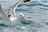 Wandering Albatrossborder=