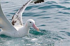Antipodean Albatross
