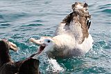 Wandering Albatrossborder=