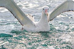 Antipodean Albatross