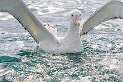 Wandering Albatross