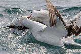 Wandering Albatrossborder=