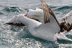 Antipodean Albatross