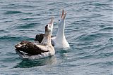 Wandering Albatross