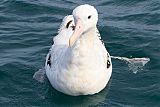 Wandering Albatrossborder=