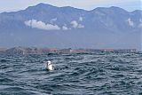 Wandering Albatross