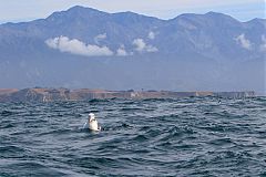 Antipodean Albatross