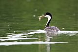 Western Grebe