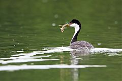 Western Grebe