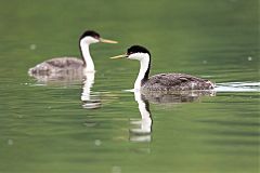 Western Grebe