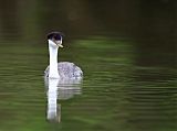 Western Grebe