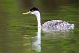 Western Grebe