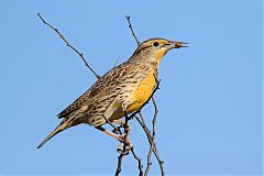 Western Meadowlark