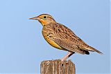 Western Meadowlark