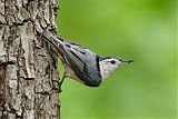 White-breasted Nuthatchborder=