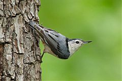 White-breasted Nuthatch