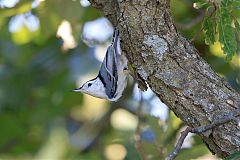 White-breasted Nuthatch