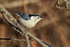 White-breasted Nuthatch