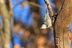 White-breasted Nuthatch