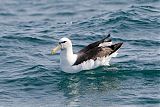 White-capped Albatrossborder=