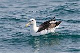 White-capped Albatross