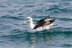 White-capped Albatross