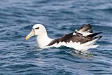 White-capped Albatrossborder=