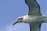 White-capped Albatross