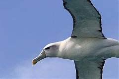 White-capped Albatross