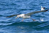 White-capped Albatross