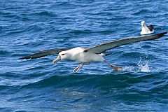 White-capped Albatross