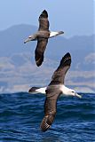 White-capped Albatross