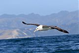 White-capped Albatross