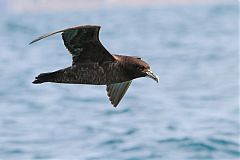 White-chinned Petrel